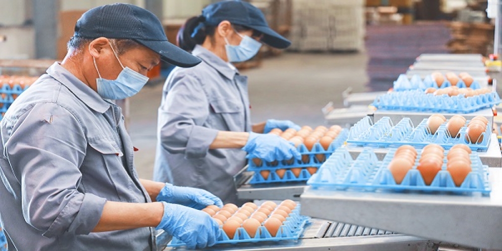 禽业系列