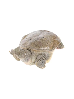 甲鱼
